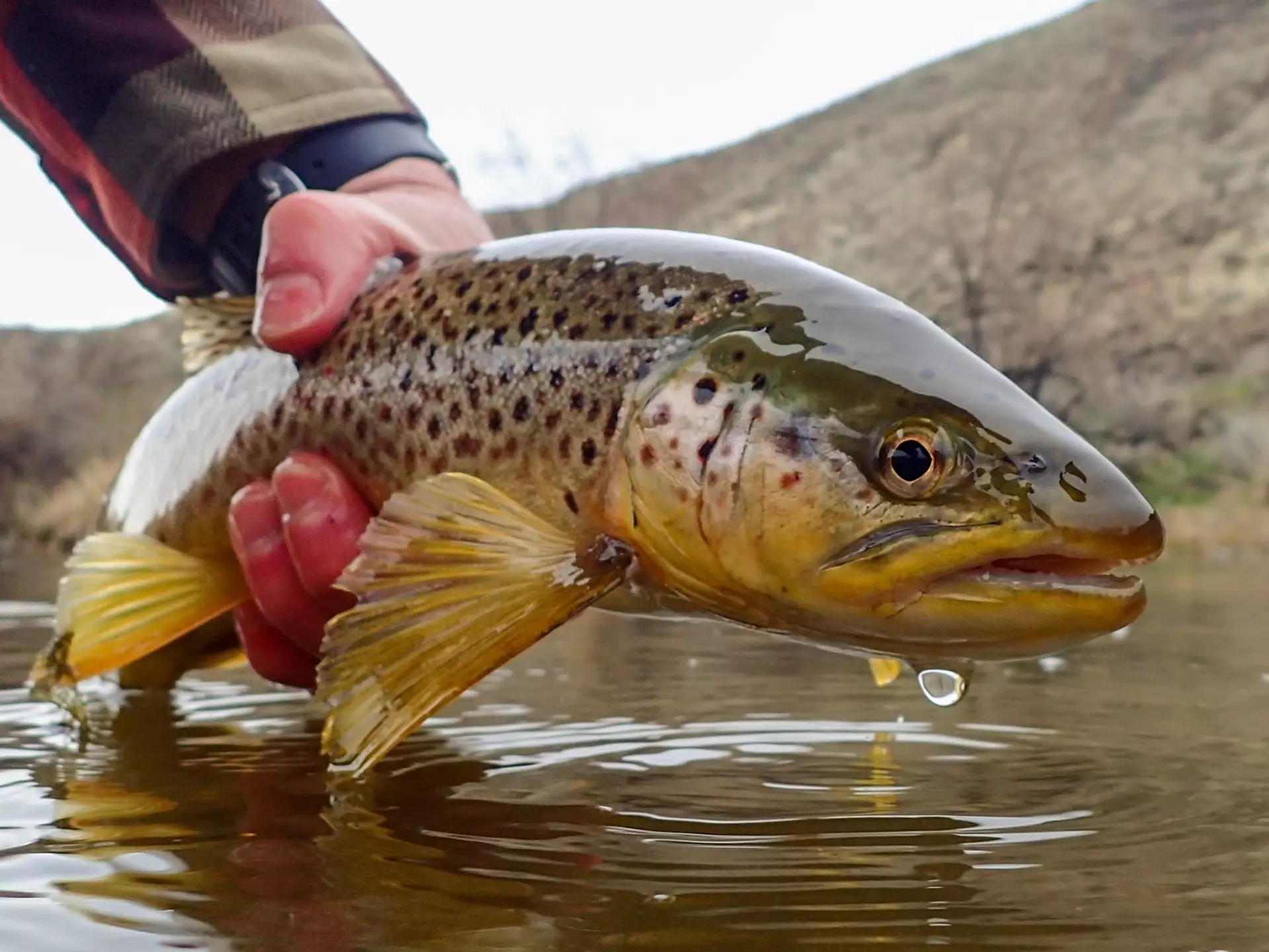Wild Brown Trout ©Tirthan Anglers' Retreat.JPG