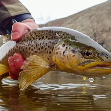 Wild Brown Trout ©Tirthan Anglers' Retreat.JPG