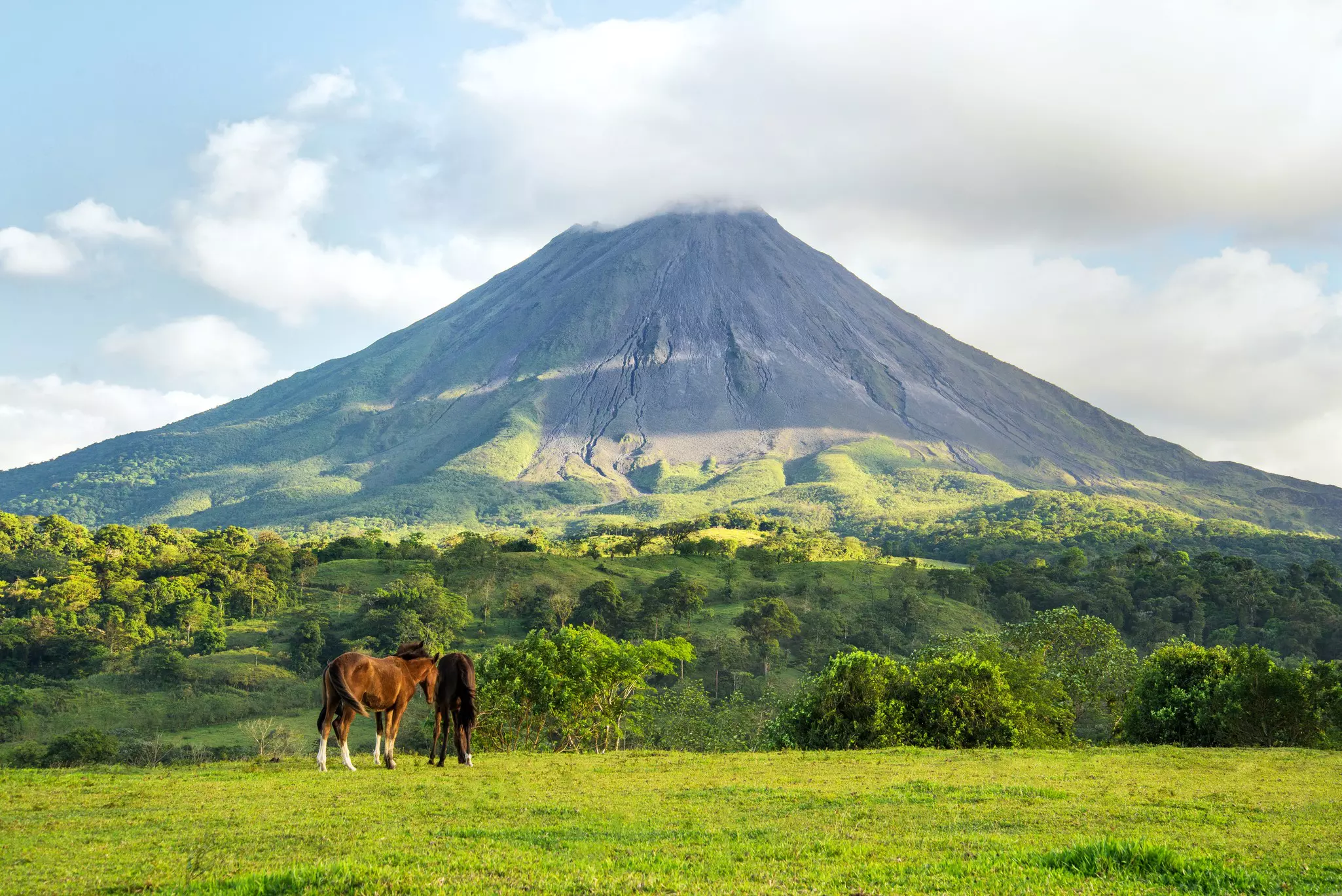 A large stratovolcano is pictured, its summit cloaked by clouds. A horse grazes in a green field with trees in the foreground.