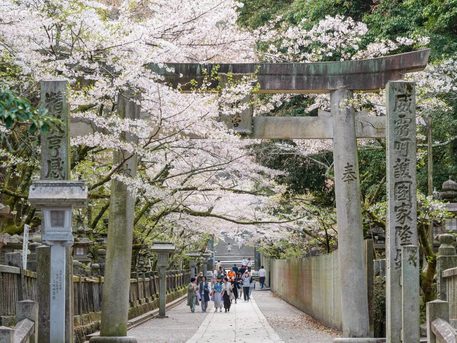 People walk under a shrine gateway and down a path lined with cherry blossom trees.  