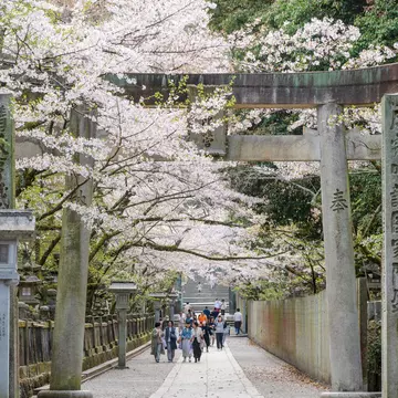 People walk under a shrine gateway and down a path lined with cherry blossom trees.  