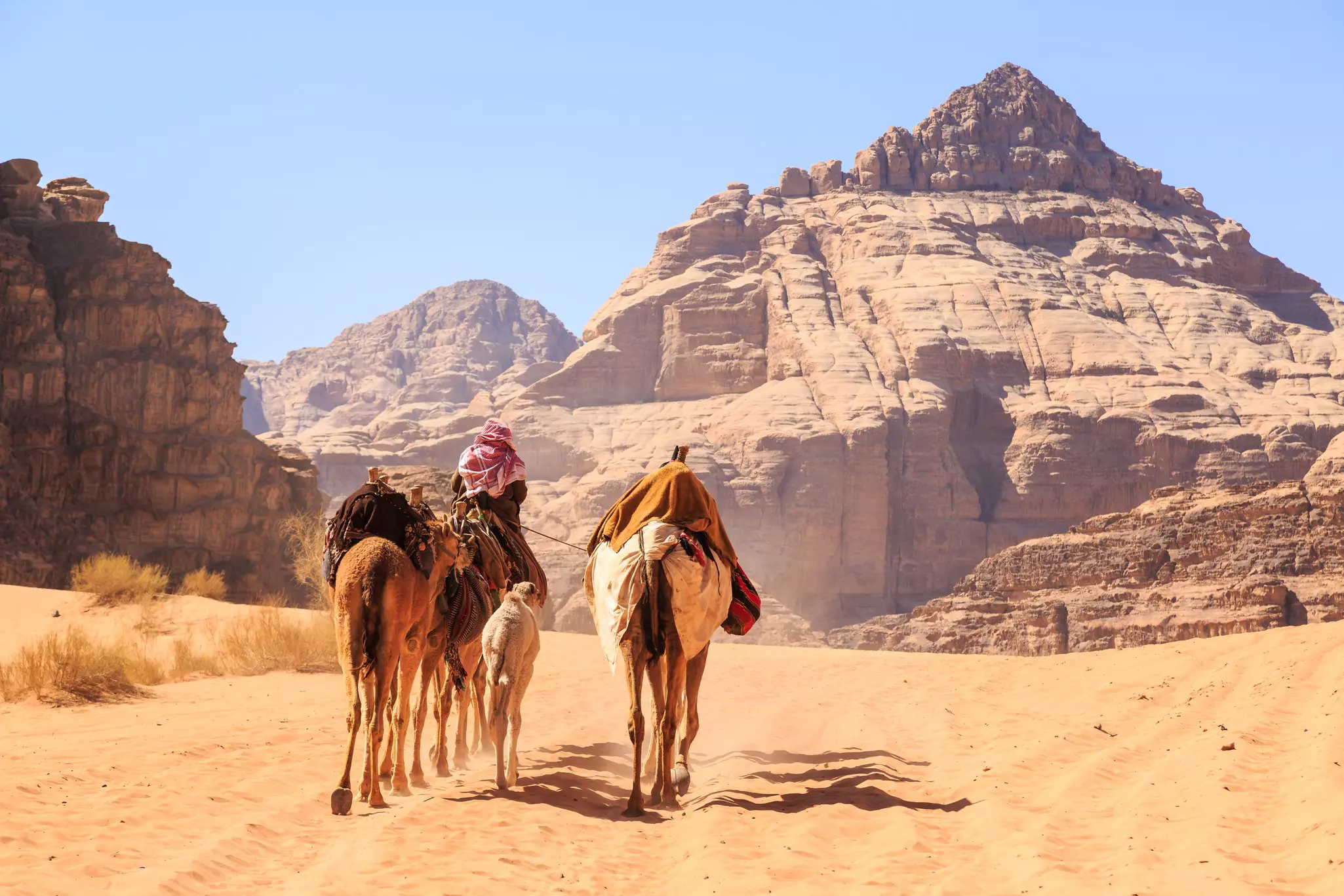 Caravan of camels walking in the Wadi Rum desert in Jordan on a sunny day.