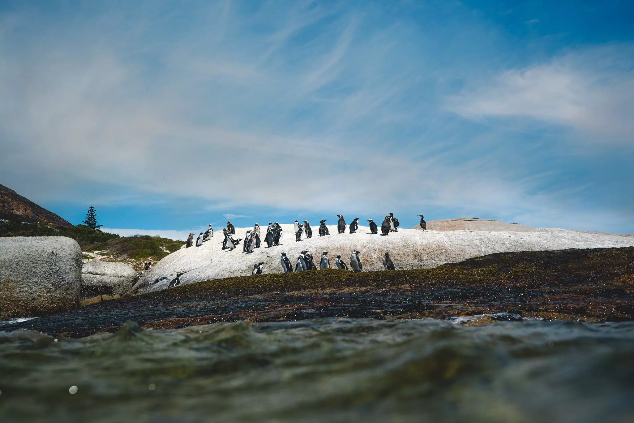 Penguins seated on a rock with a cloudy sky in the background and mountains in the foreground, near Boulders Beach