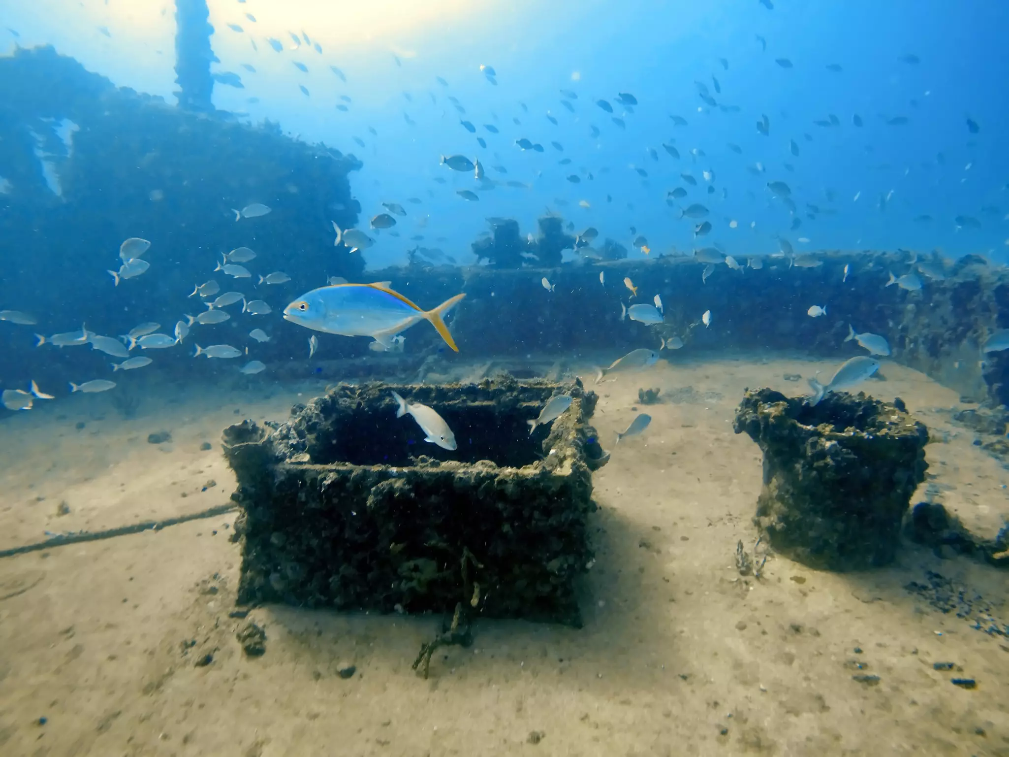 A school of fish swim around a sunken ship under the sea.