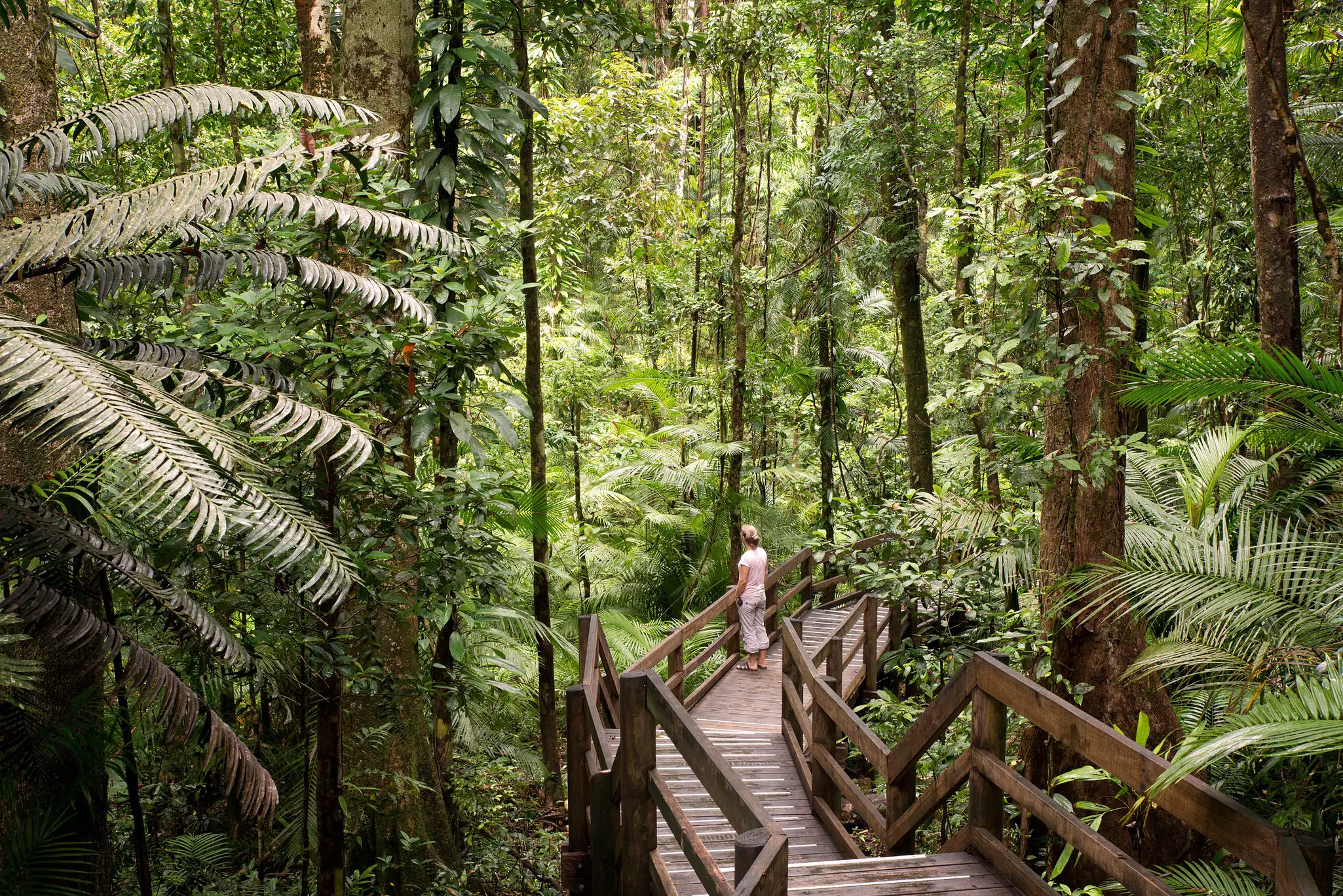 A woman standing on a boardwalk through tropical jungle.