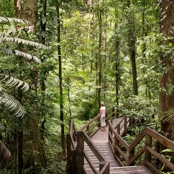 A woman standing on a boardwalk through tropical jungle.