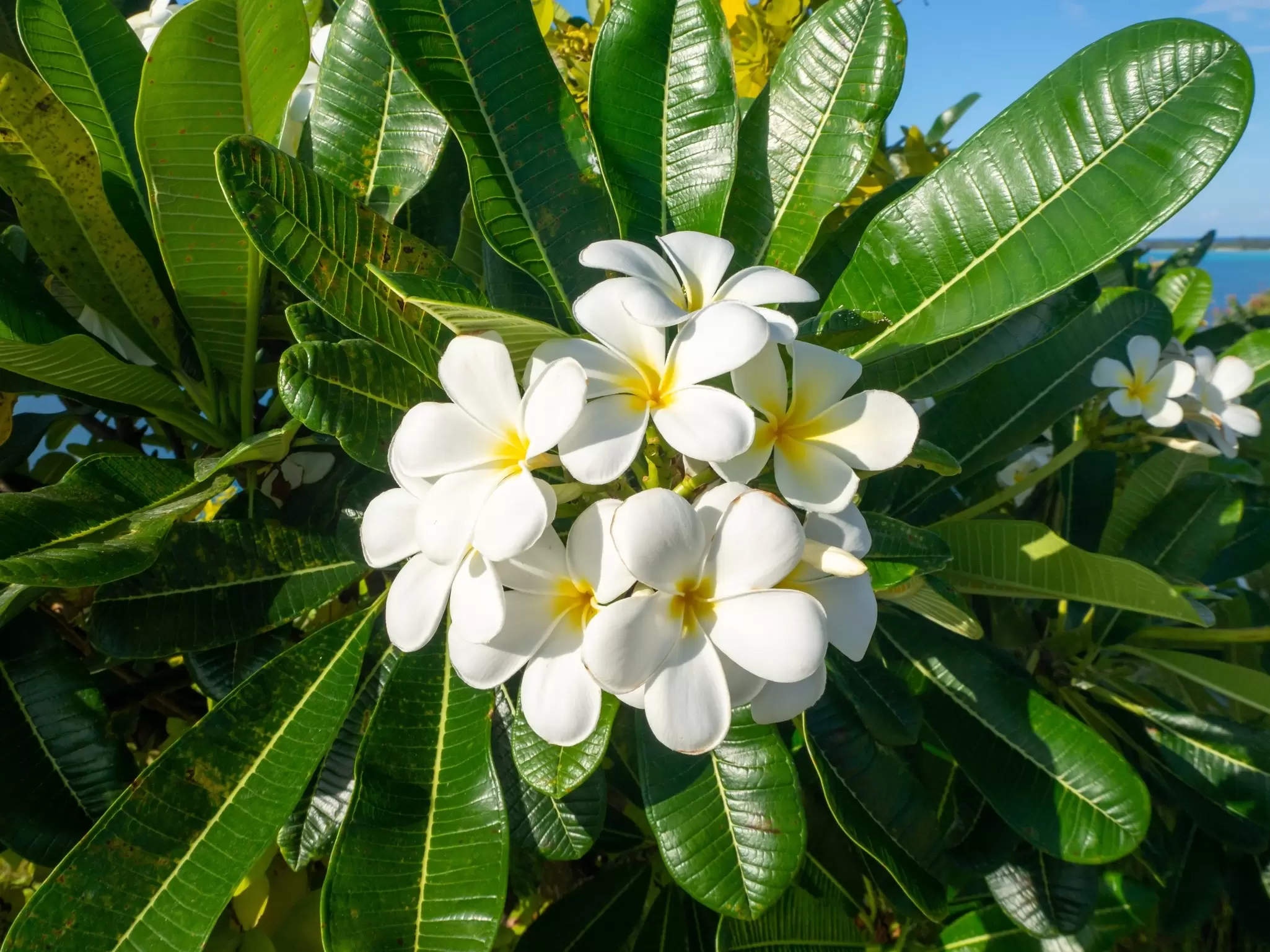 Tropical Plumeria flower, Tahiti island, French Polynesia, License Type: media, Download Time: 2025-05-29T18:46:40.000Z, User: lonelyplanetmedia, Editorial: false, purchase_order: 65050 - Digital Destinations and Articles, job: Global Publishing WIP, client: Global Publishing WIP, other: Peterson Haggarty // SS Comp Ingestion