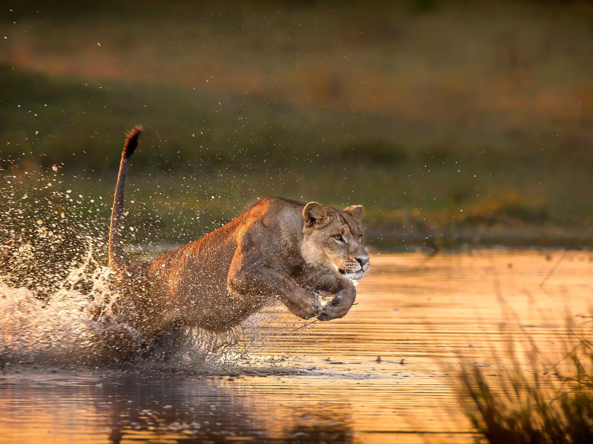 A lone lioness leaps through the waters of the Okavango Delta; her hind legs are beneath the surface while her front paws are pulled up close to her chest, up in the air.