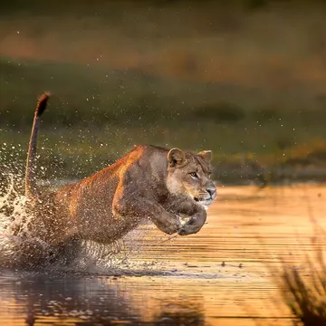 A lone lioness leaps through the waters of the Okavango Delta; her hind legs are beneath the surface while her front paws are pulled up close to her chest, up in the air.