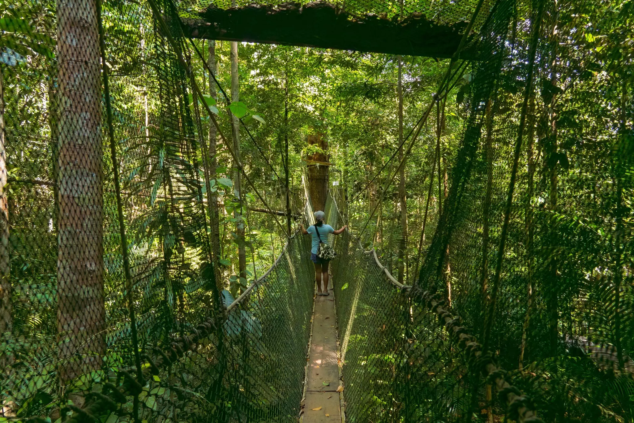 A person on the canopy walkway in Taman Negara National Park's Green Jungle