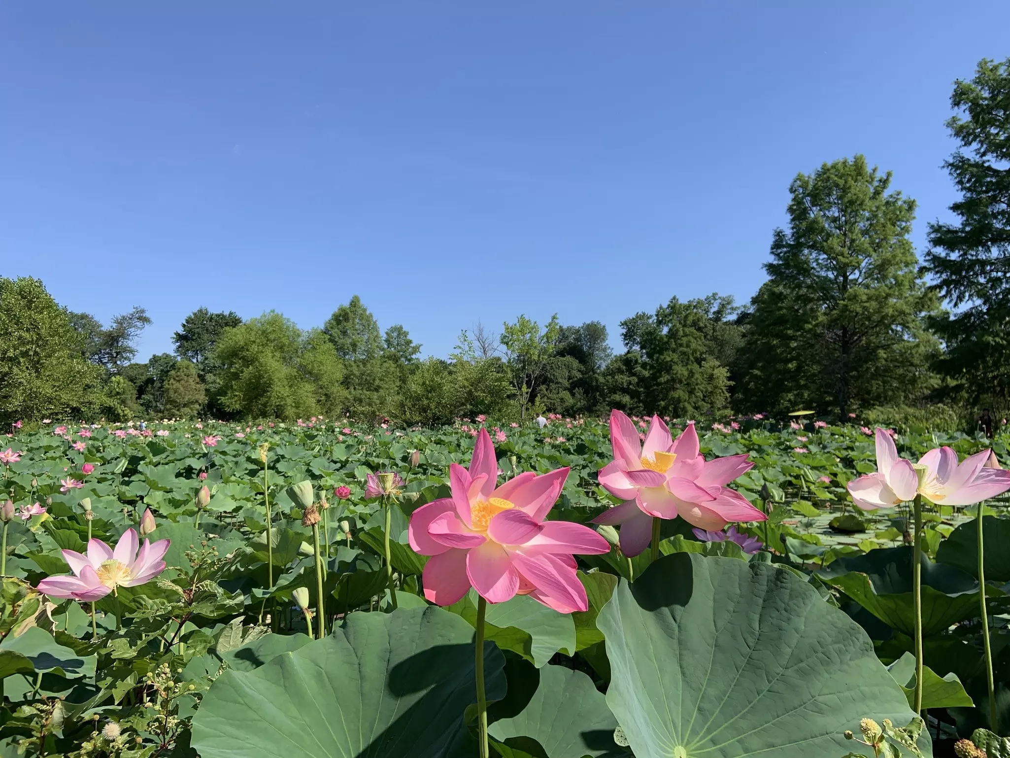 Kenilworth Park & Aquatic Gardens is renowned for its stunning water lilies and lotus flowers © Courtesy of Destination DC