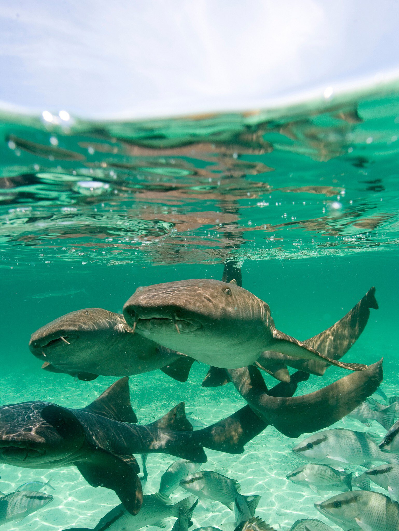 Group of Nurse Sharks