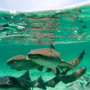 Group of Nurse Sharks