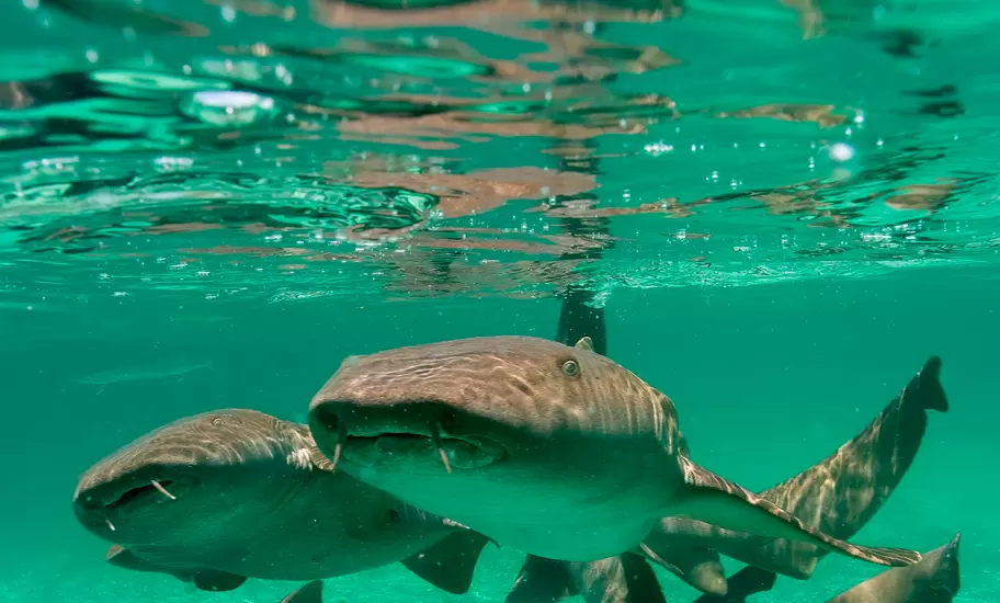 Group of Nurse Sharks