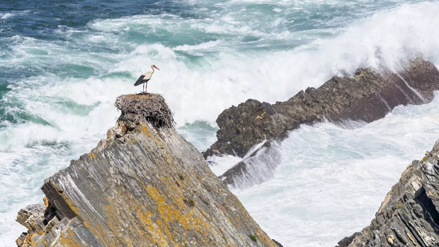 A stork nesting on a huge rock by the sae at Parque Natural do Sudoeste Alentejano e Costa Vicentina