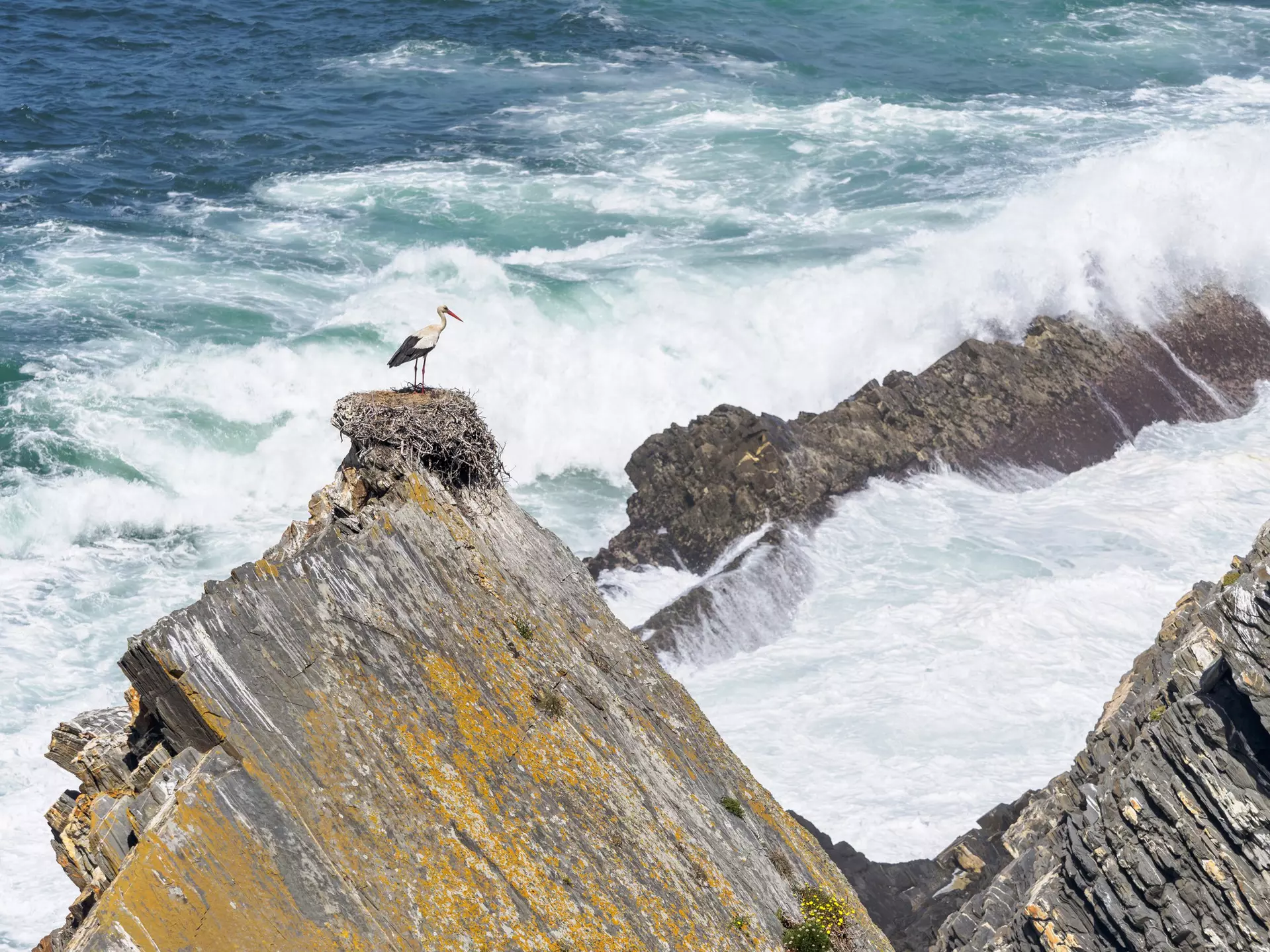 A stork nesting on a huge rock by the sae at Parque Natural do Sudoeste Alentejano e Costa Vicentina