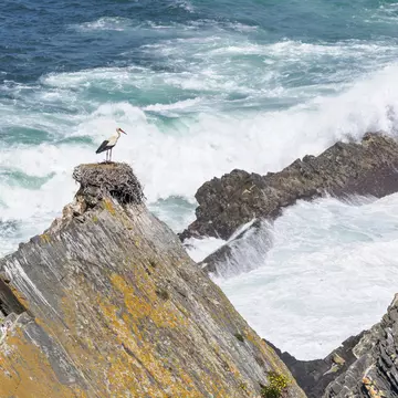A stork nesting on a huge rock by the sae at Parque Natural do Sudoeste Alentejano e Costa Vicentina