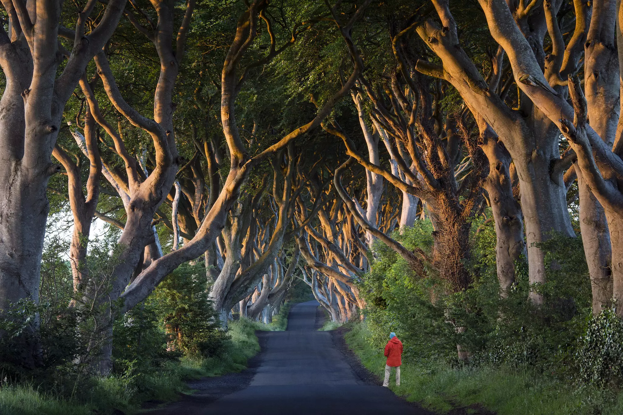 A person in a red jacket stands by a road leading through an allée of gnarled trees that form a tunnel over the road.