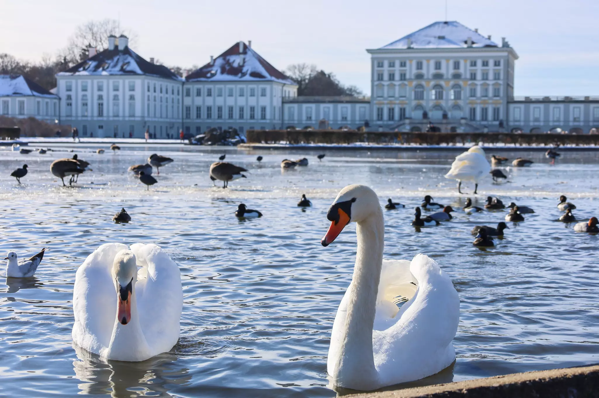 Swans in the pond in front of Nymphenburg Castle, Munich, Bavaria, Germany