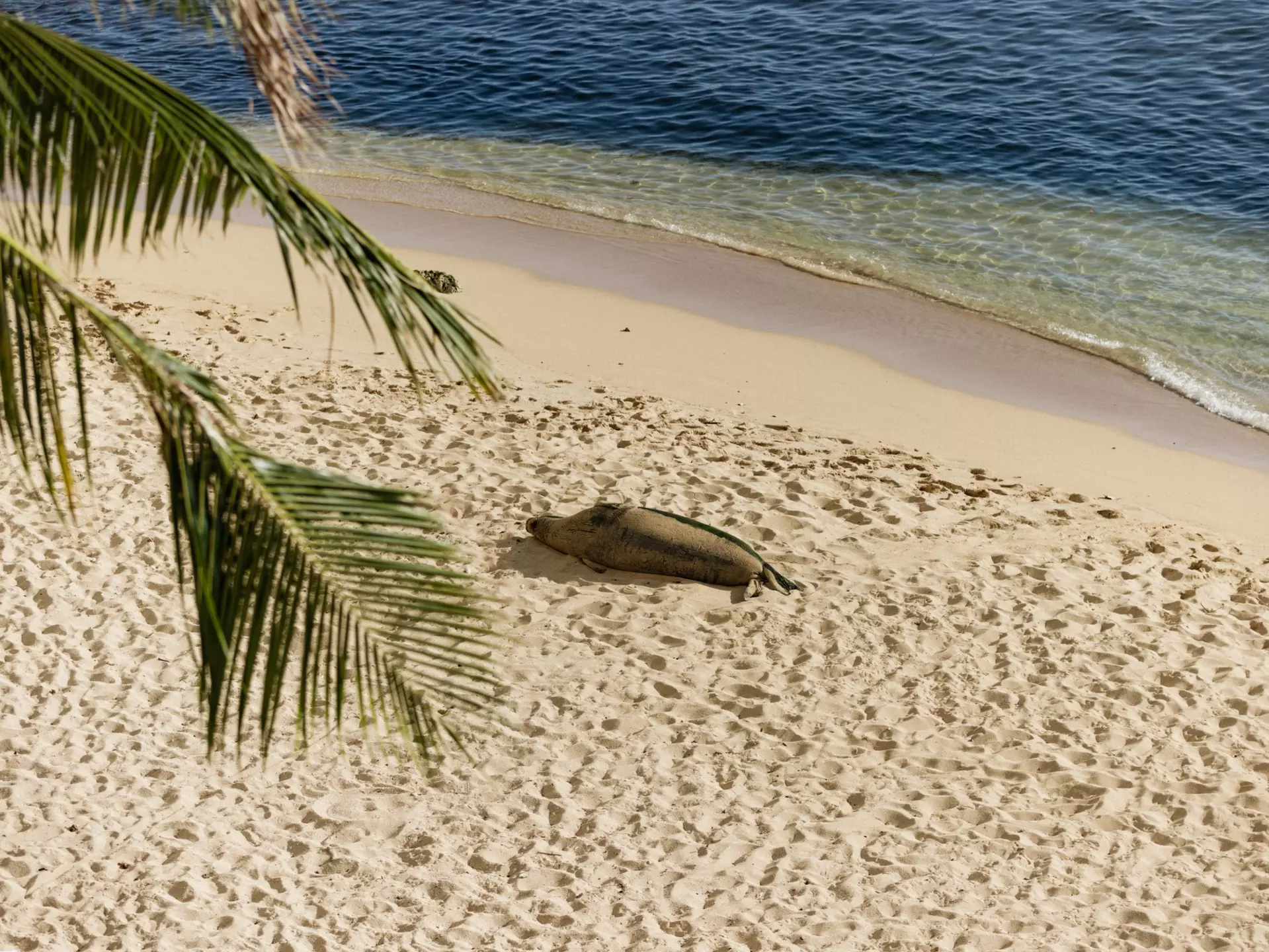 Kaimana Beach, Honolulu, Oʻahu, APRIL 2026. Hawaiian Monk Seal sunbathing
OAHU, HAWAI'I. APRIL 2026