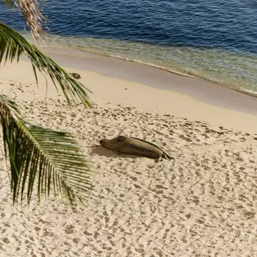 Kaimana Beach, Honolulu, Oʻahu, APRIL 2026. Hawaiian Monk Seal sunbathing
OAHU, HAWAI'I. APRIL 2026