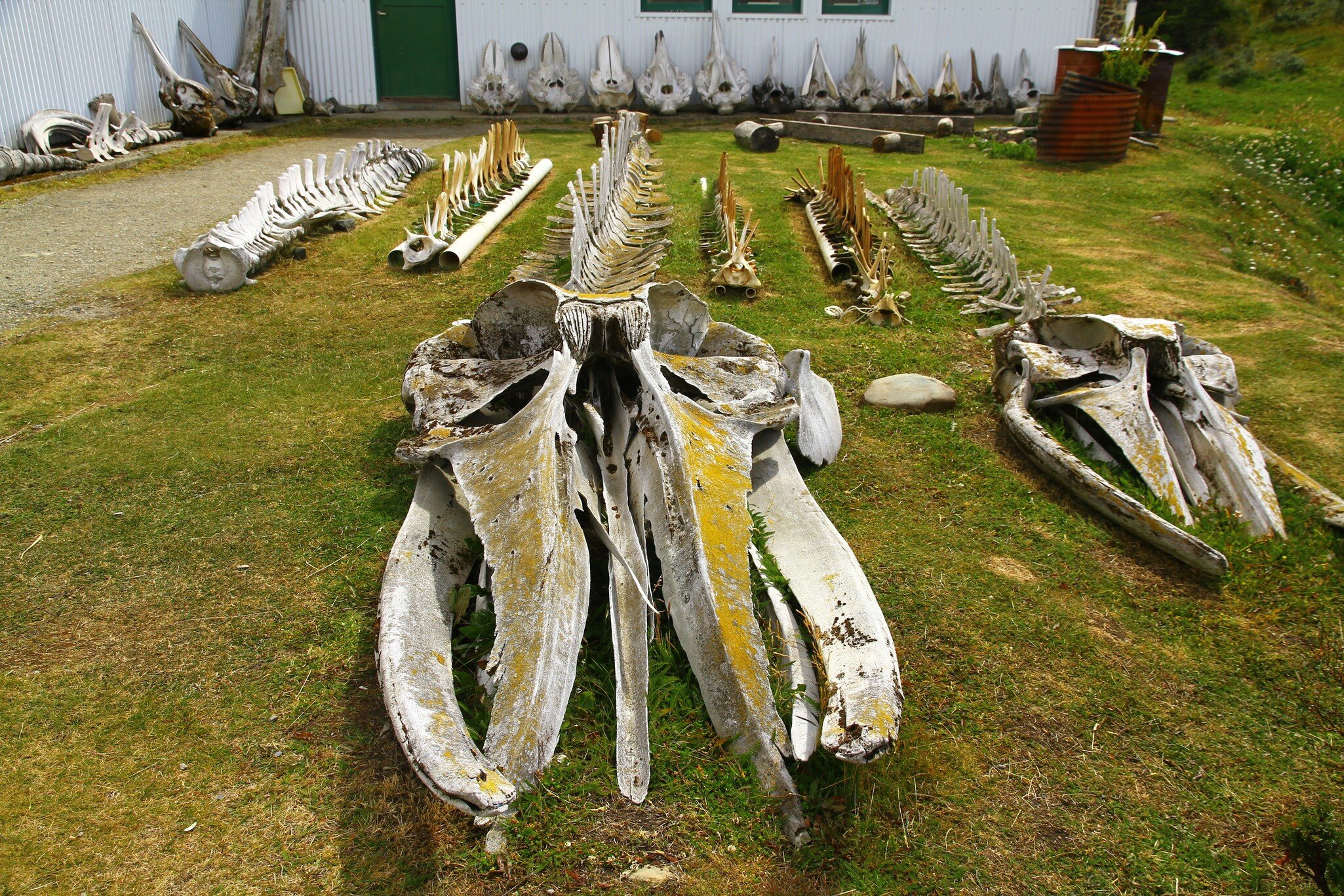 Large skeletons of marine mammals displayed in the garden of Acatushun Museum in Ushuaia, Argentina.