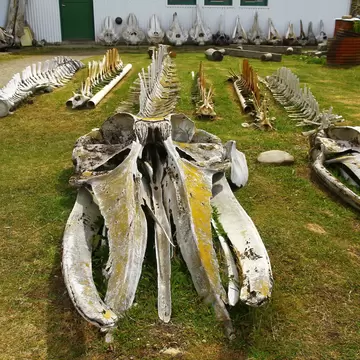 Large skeletons of marine mammals displayed in the garden of Acatushun Museum in Ushuaia, Argentina.