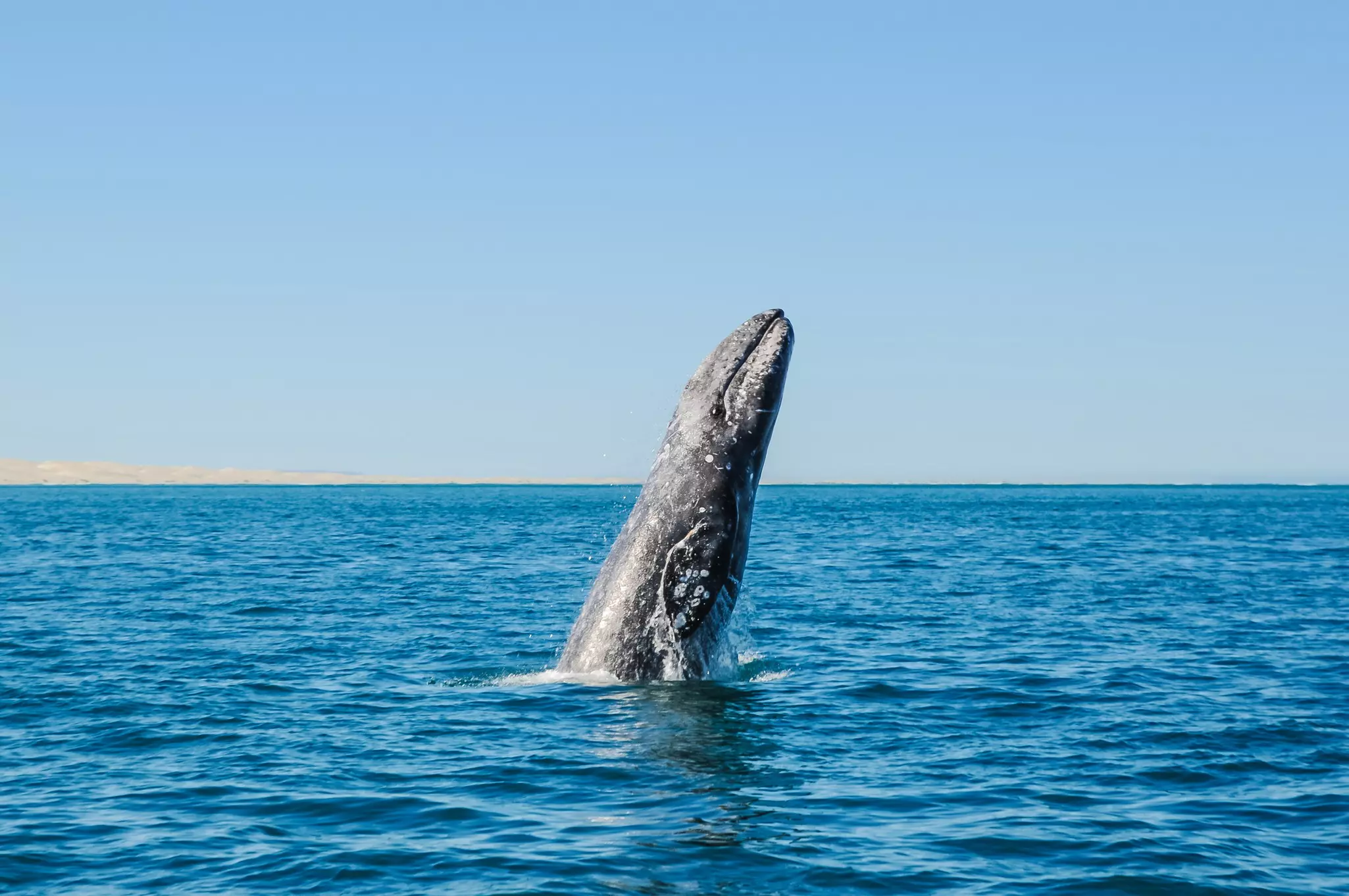 Breaching Gray whales (Eschrichtius robustus) in the Guerrero Negro bay, Mexico