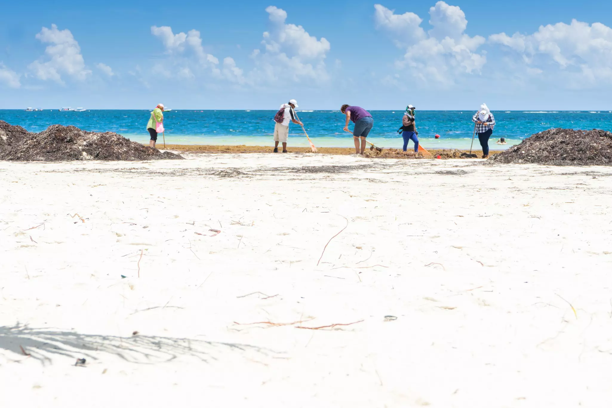 People raking a beach of seaweed with the bright blue ocean beyond on a sunny day.