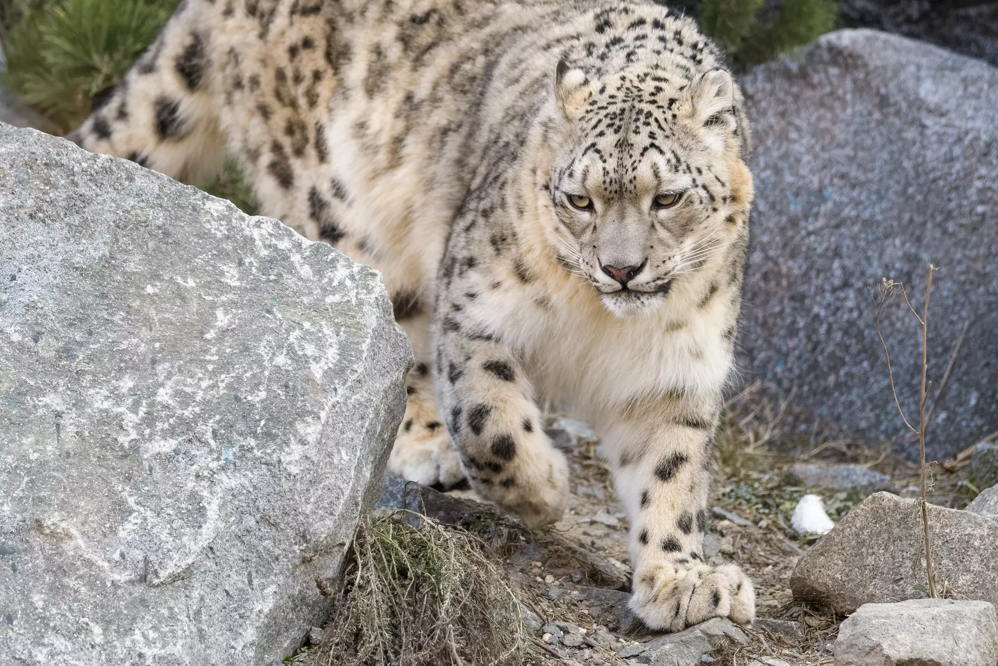 Closeup of a male snow leopard walking between rocks in Ladakh, India.