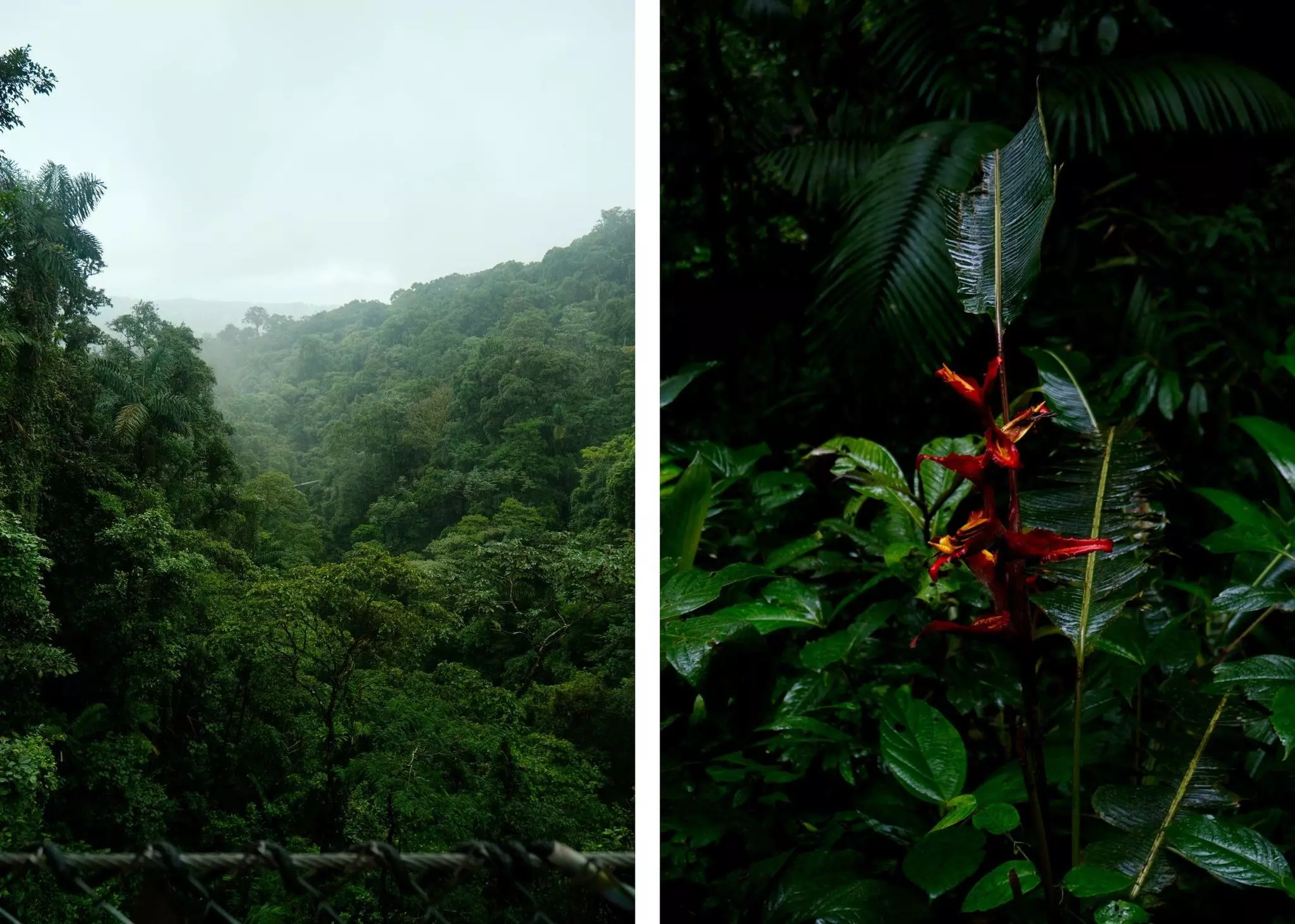 Left: fog settles over the treetops of a rainforest. Right: A bright red flower blooms in the middle of giant leaves in the jungle