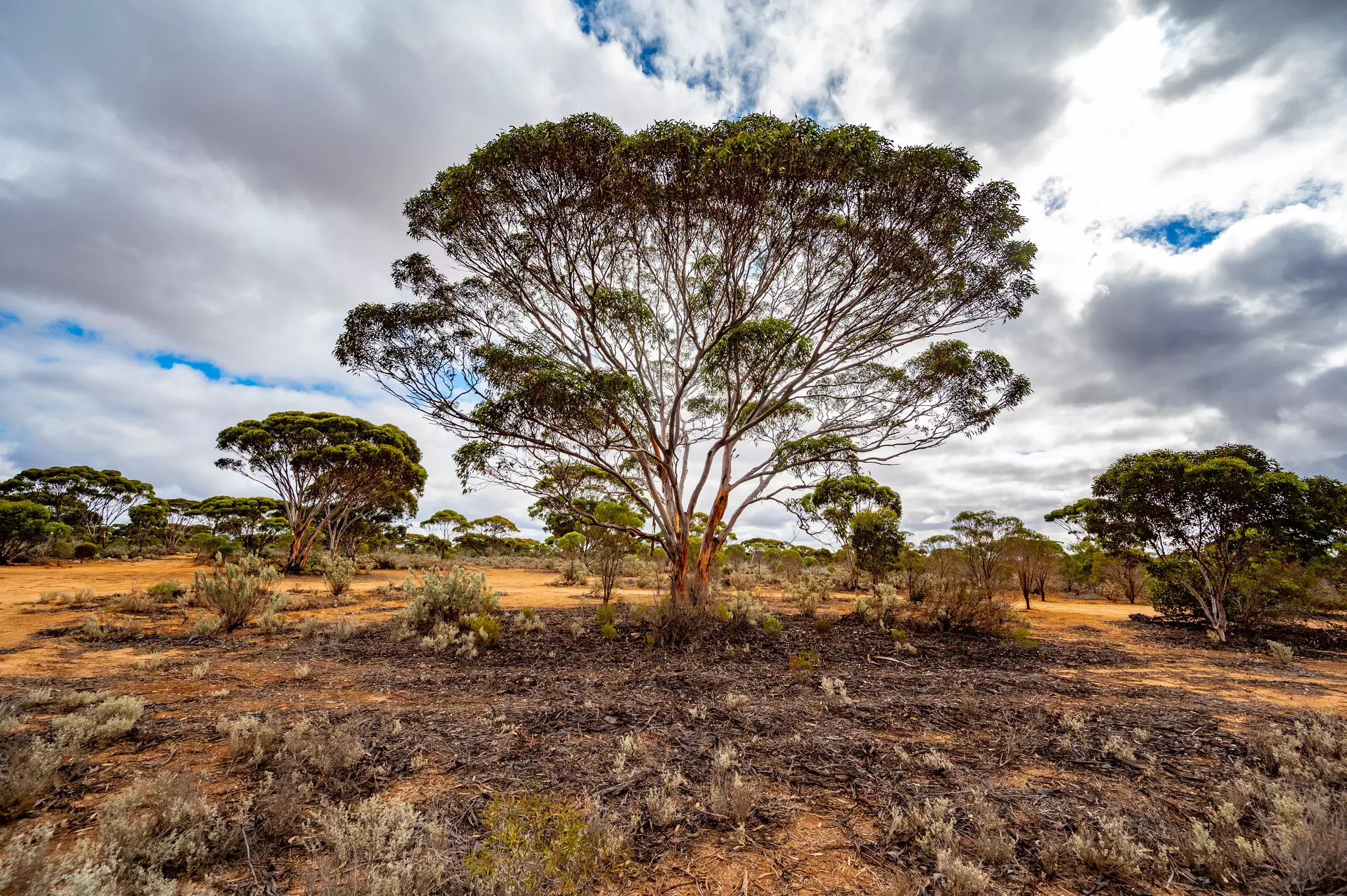 A mallee scrub on Nullarbor Plain on a cloudy day