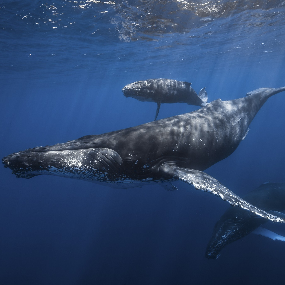 Humpback mother and baby