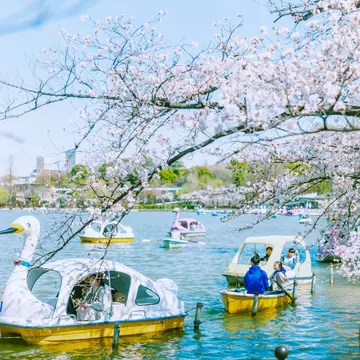 Rental swan boats at Shinobazu Pond during cherry blossom season in Tokyo. Rintaro Kanemoto for Lonely Planet