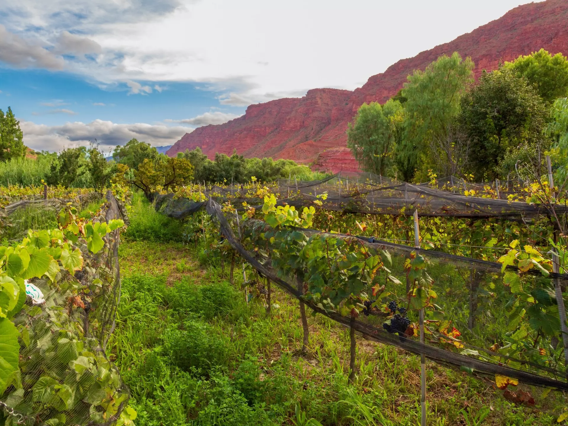 Bolivia's wine country. ENRIQUE QUIROZ JORDAN/Shutterstock