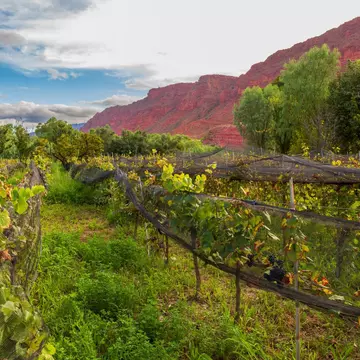 Bolivia's wine country. ENRIQUE QUIROZ JORDAN/Shutterstock