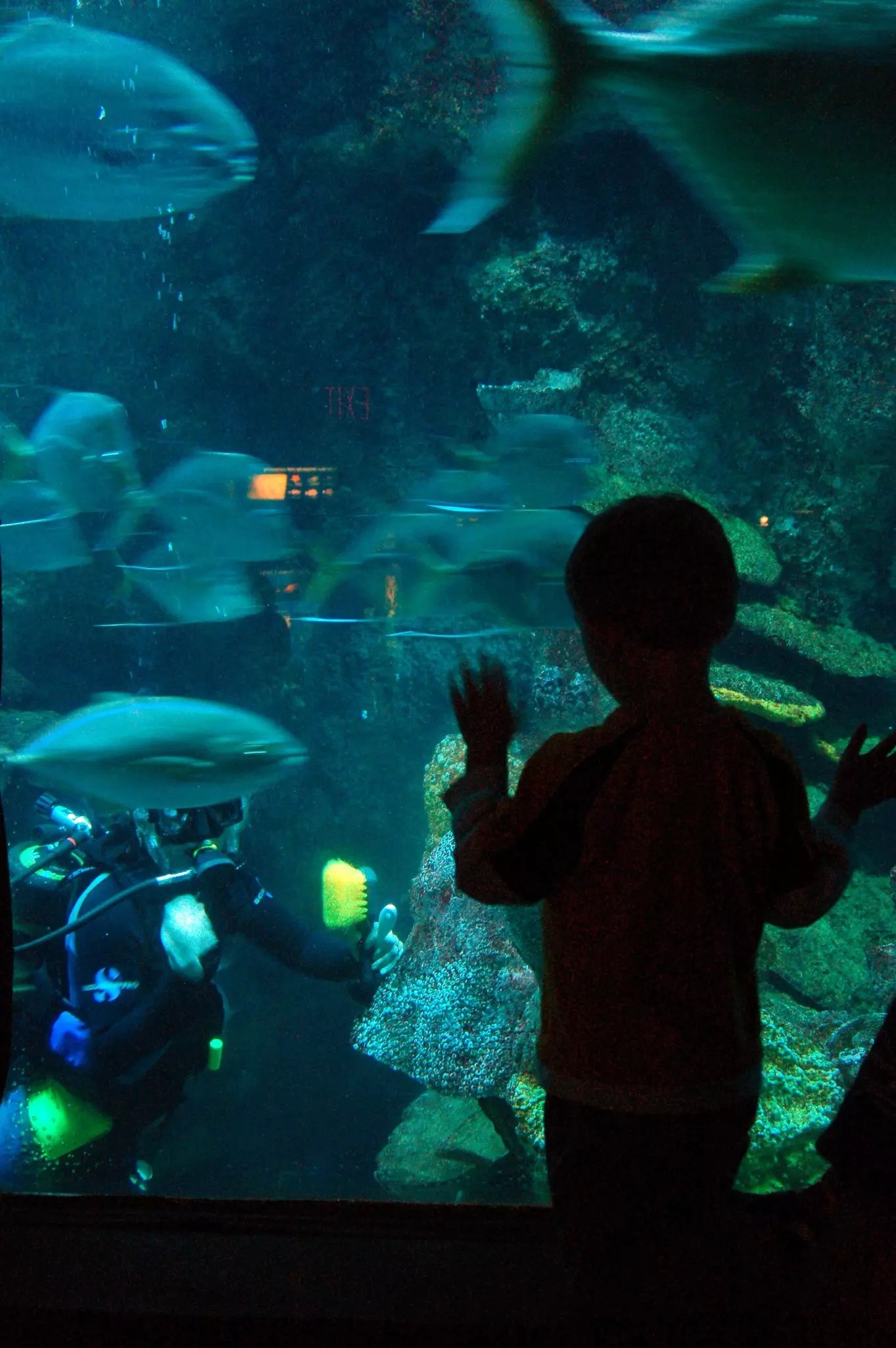 A young boy watching fish in a dark aquarium
