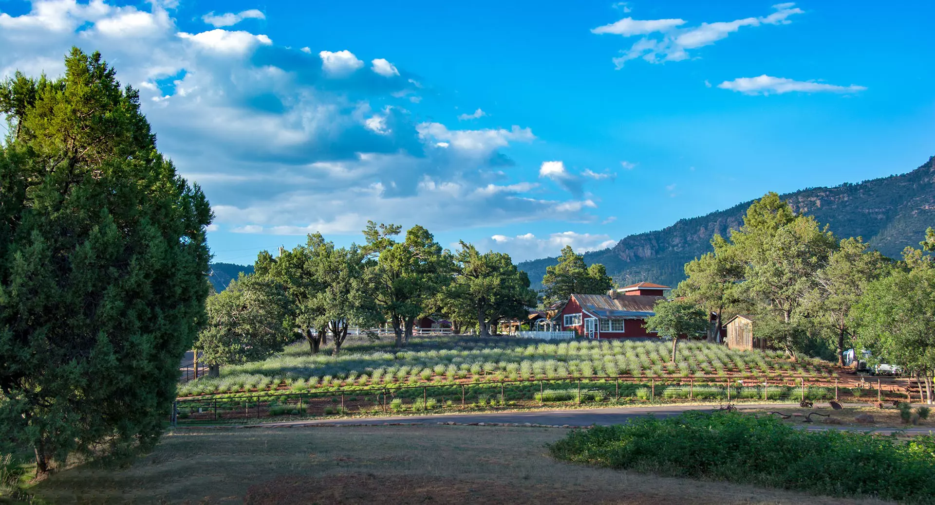 Tufts of green lavender plants in front of a red farm house surrounded by green bushy trees and mountains in the background