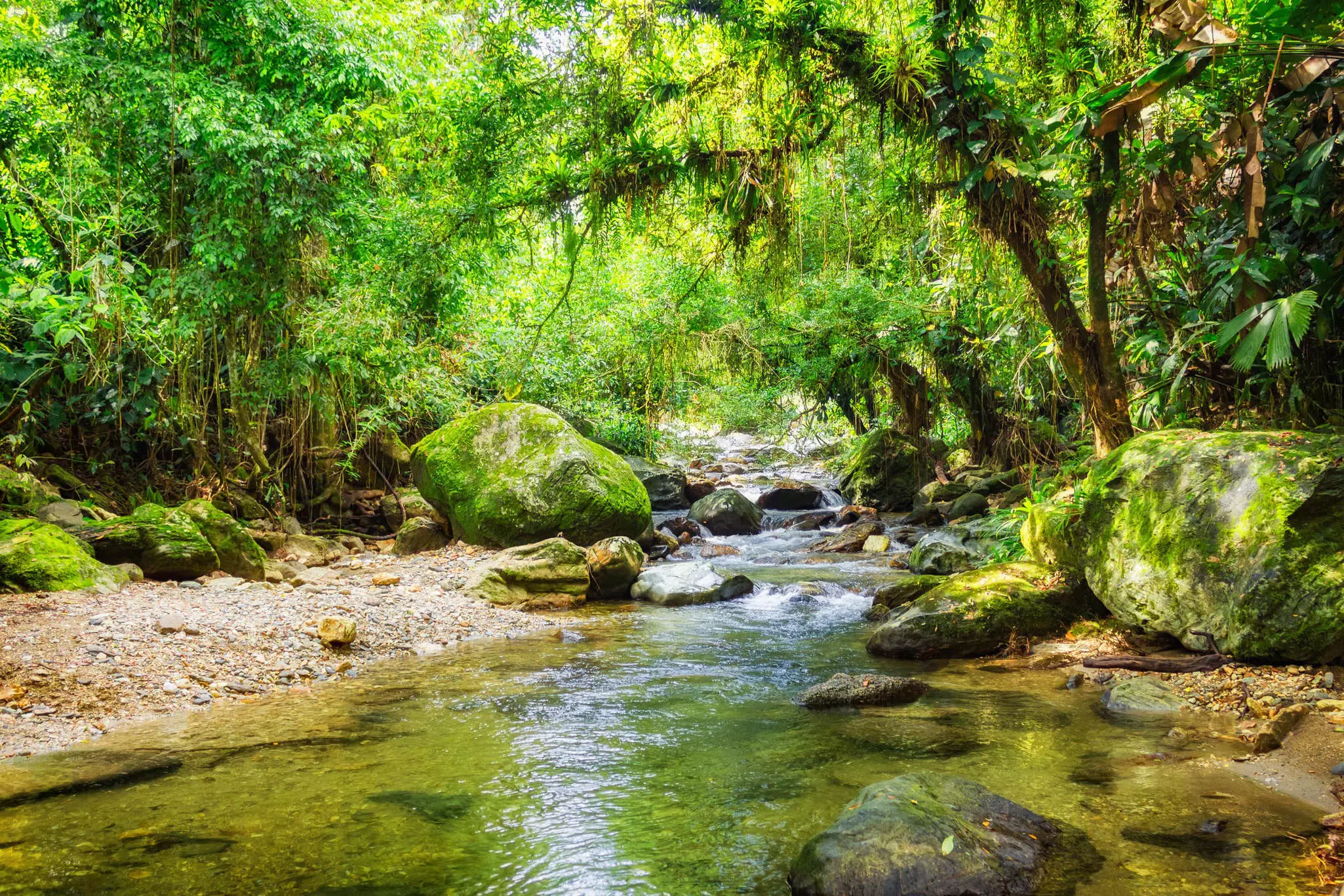 A narrow river with large stones flows through a dense jungle.