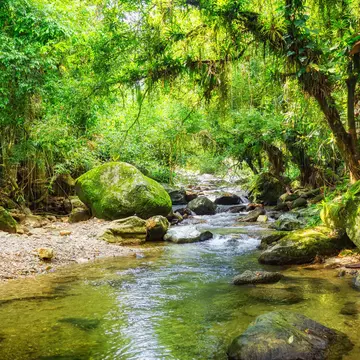 A narrow river with large stones flows through a dense jungle.