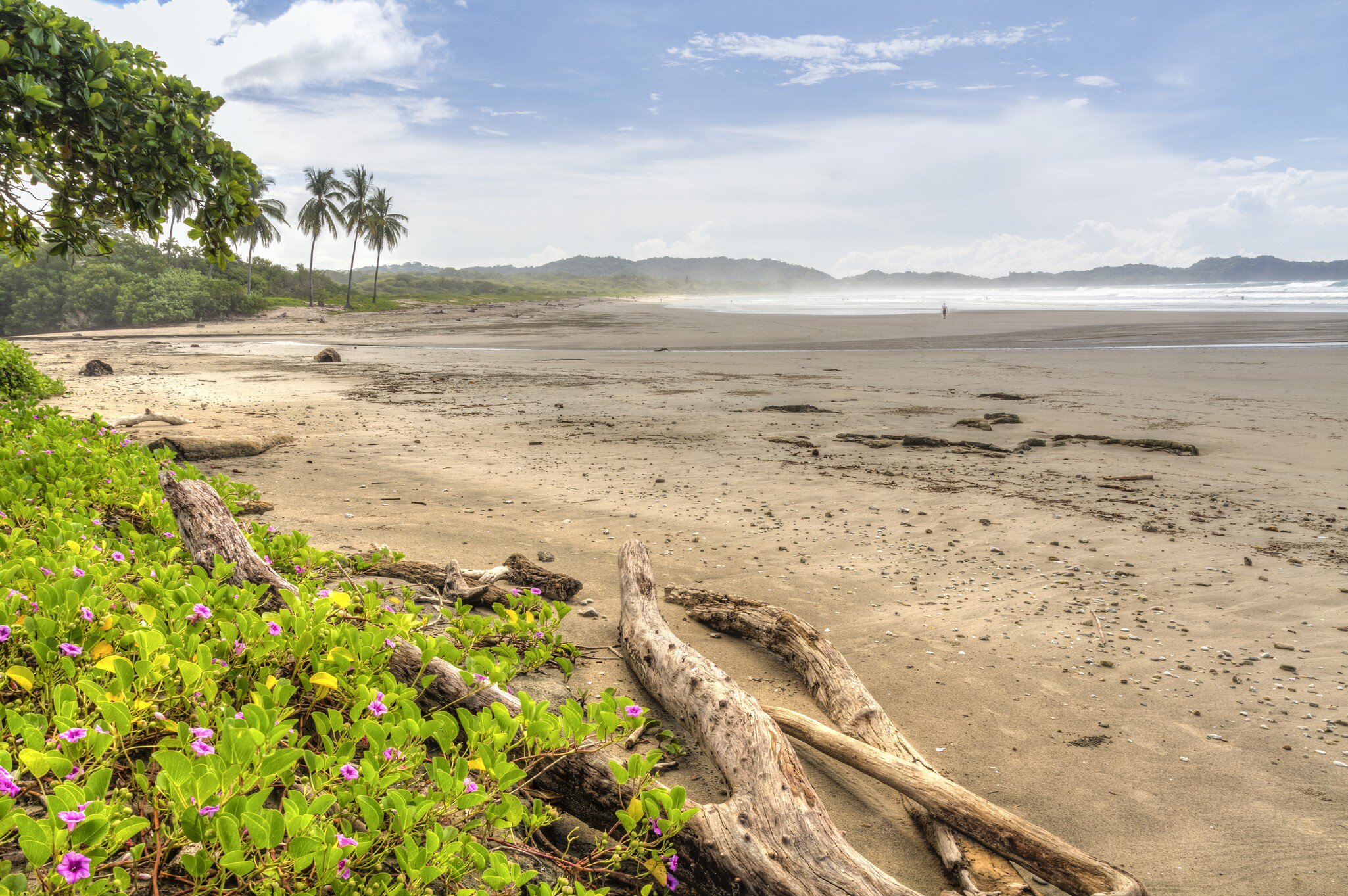 Driftwood and flowery vegetation on a misty morning at Playa Guiones in Nosara, Costa Rica.