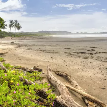 Driftwood and flowery vegetation on a misty morning at Playa Guiones in Nosara, Costa Rica.