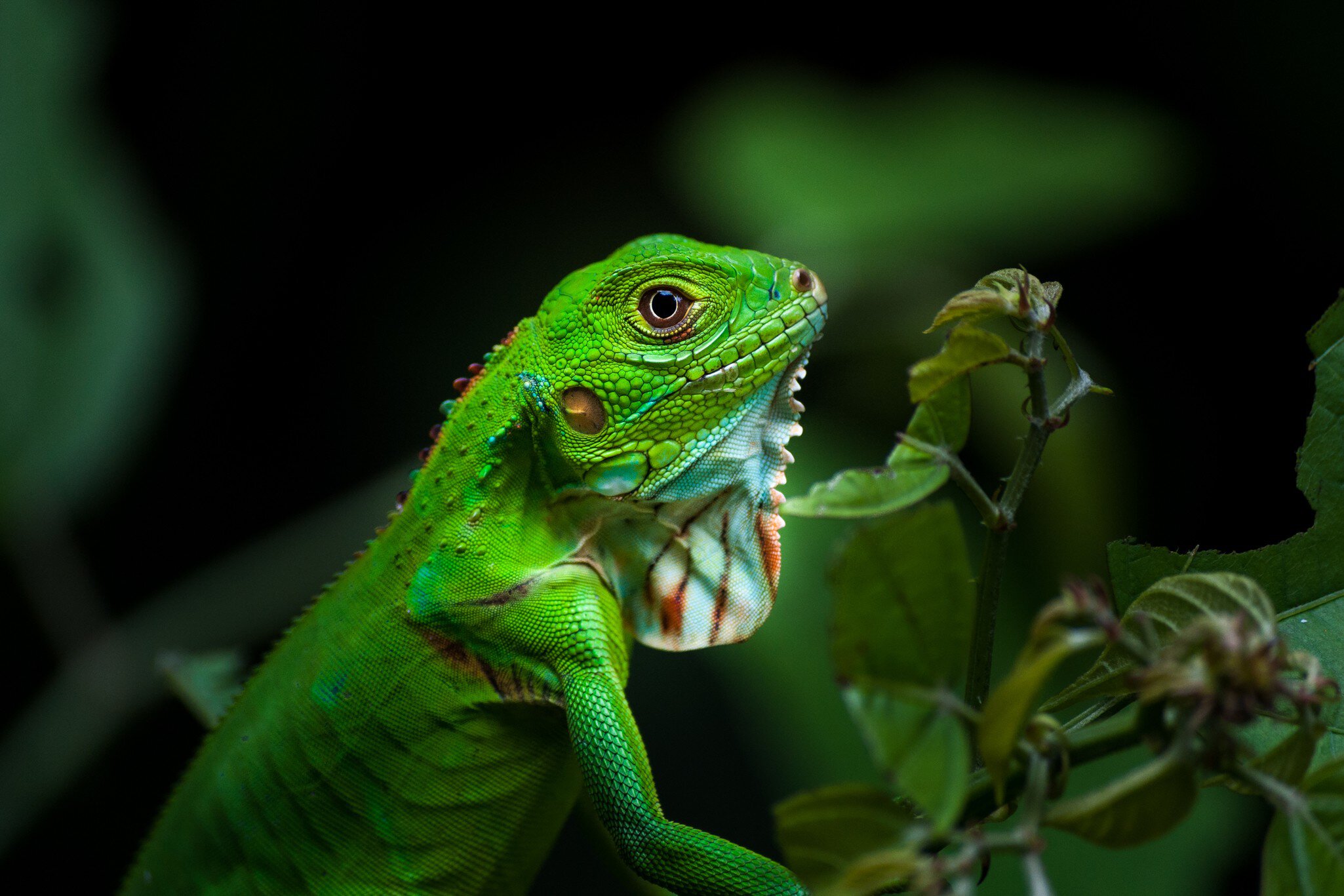 Iguana in Manuel Antonio National Park in Costa Rica