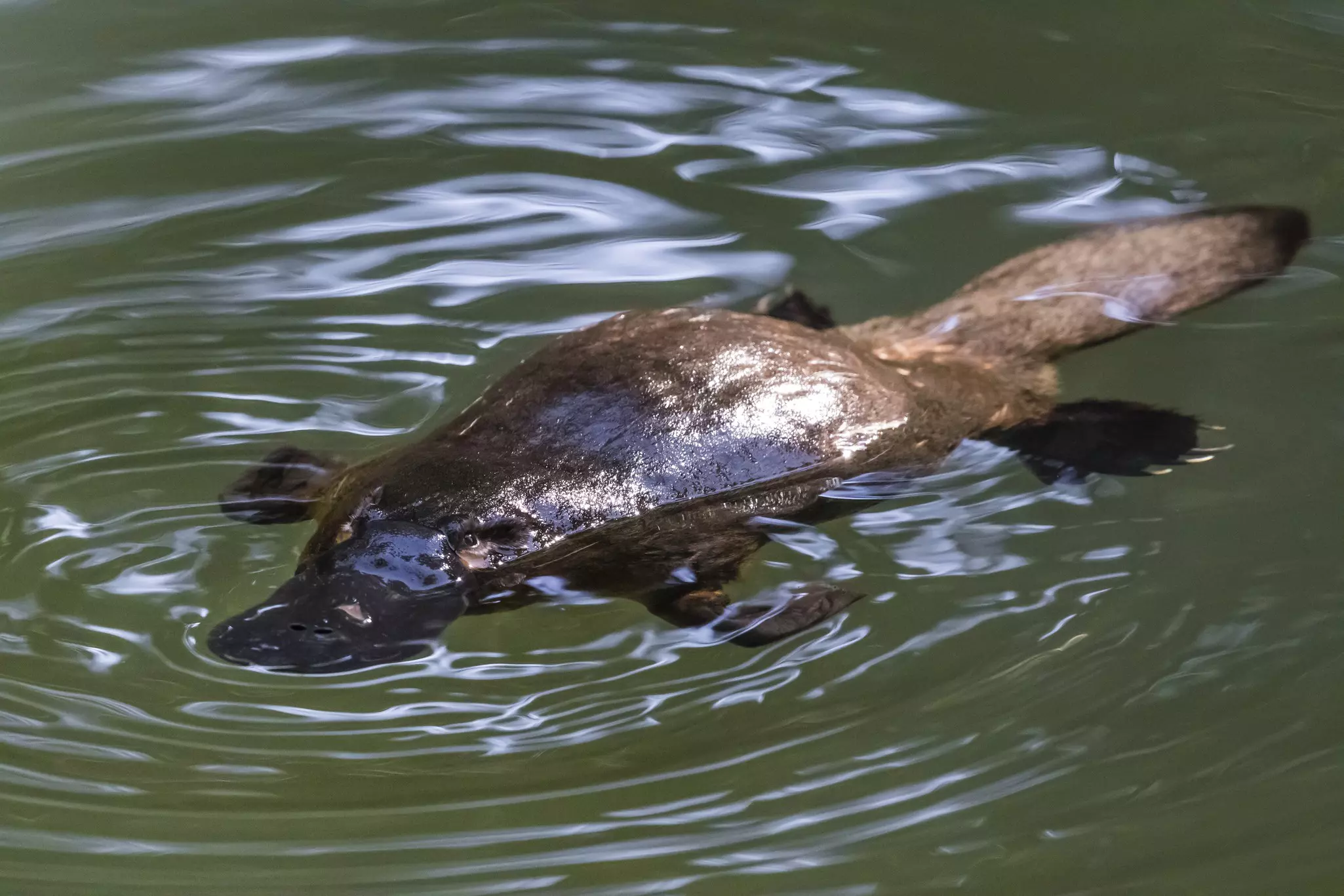 A platypus swimming in the Broken river at the Eungella National Park, Australia