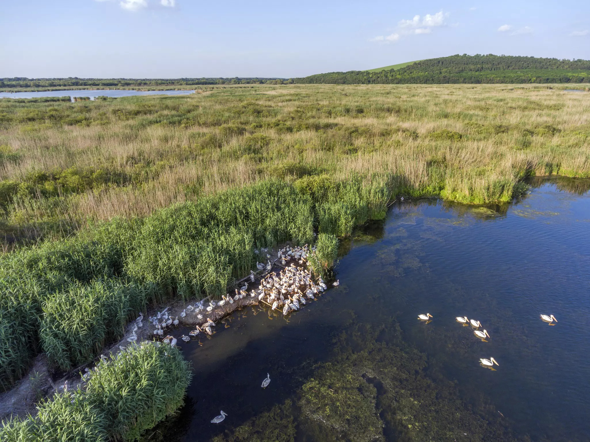 You’ll see plenty of pelicans (and few other visitors) at Srébarna Biosphere Reserve © Shutterstock