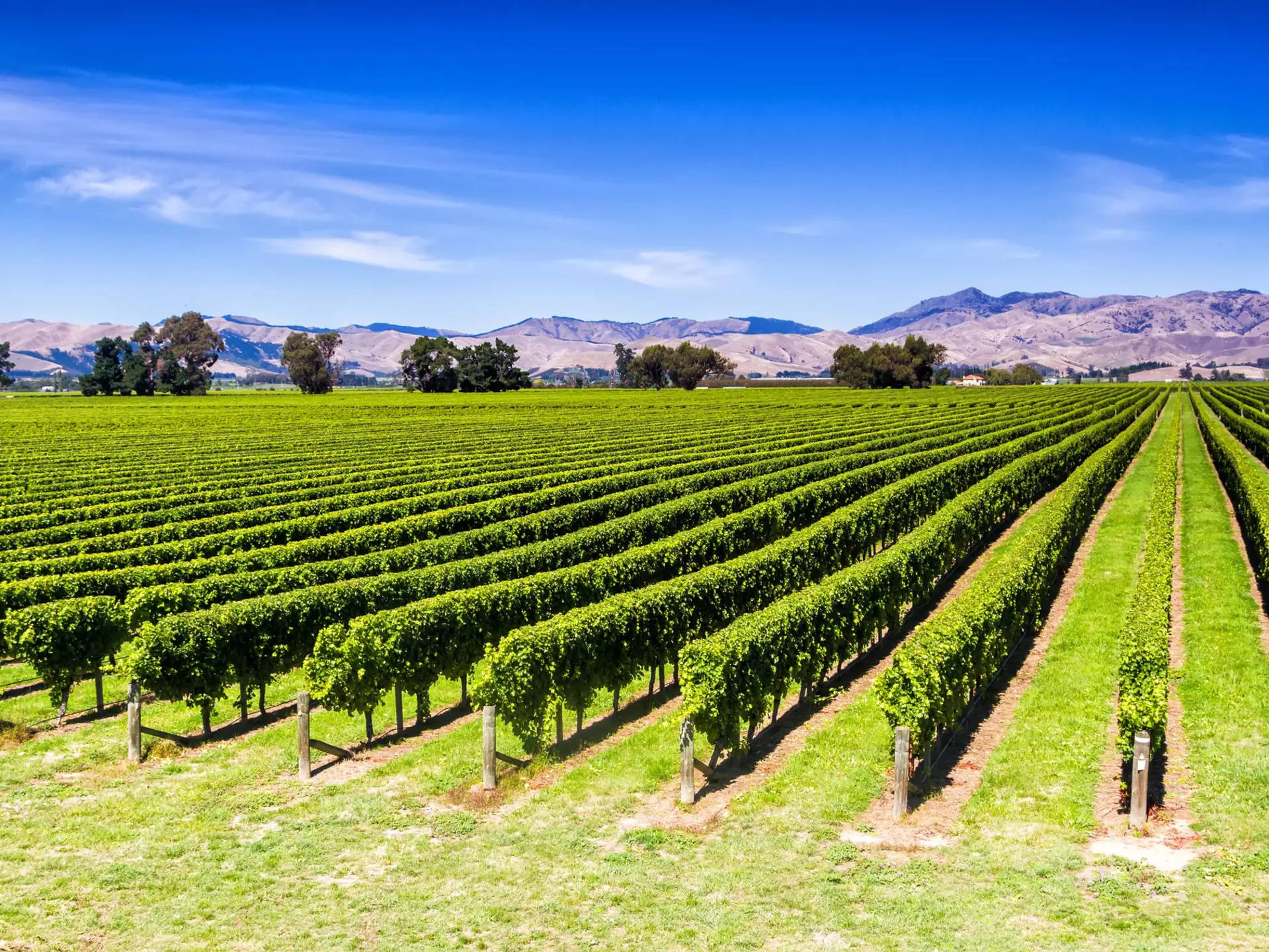 Rows of grapes at a vineyard in Blenheim.
796513876
grapes, landscape, field, wine making, rural, countryside, country, marlborough, industry, south, winery, agriculture, lush, mountains, new zealand, blenheim, otago, vineyard, wine, farm, grape, garden, background, cultivated, culture, delicious, farming, farmland, fruit, green, grow, harvest, harvesting, hill, leaves, mountain, nature, organic, peaks, picturesque, plant, province, region, ridge, ripe, row, scenery, scenic, sunny, vine