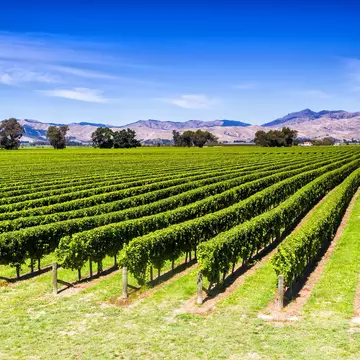 Rows of grapes at a vineyard in Blenheim.
796513876
grapes, landscape, field, wine making, rural, countryside, country, marlborough, industry, south, winery, agriculture, lush, mountains, new zealand, blenheim, otago, vineyard, wine, farm, grape, garden, background, cultivated, culture, delicious, farming, farmland, fruit, green, grow, harvest, harvesting, hill, leaves, mountain, nature, organic, peaks, picturesque, plant, province, region, ridge, ripe, row, scenery, scenic, sunny, vine