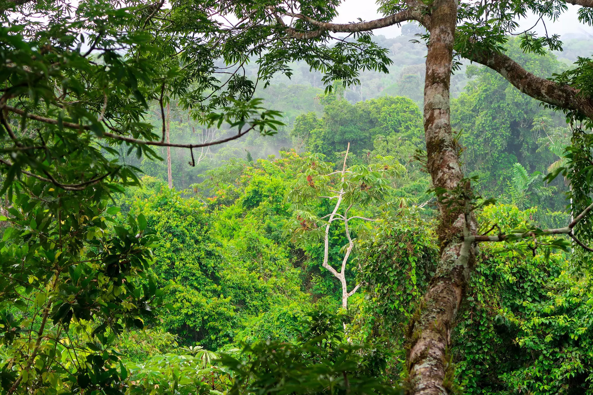 Yasuní National Park, Ecuador. Taylor Stevonoski/Lonely Planet