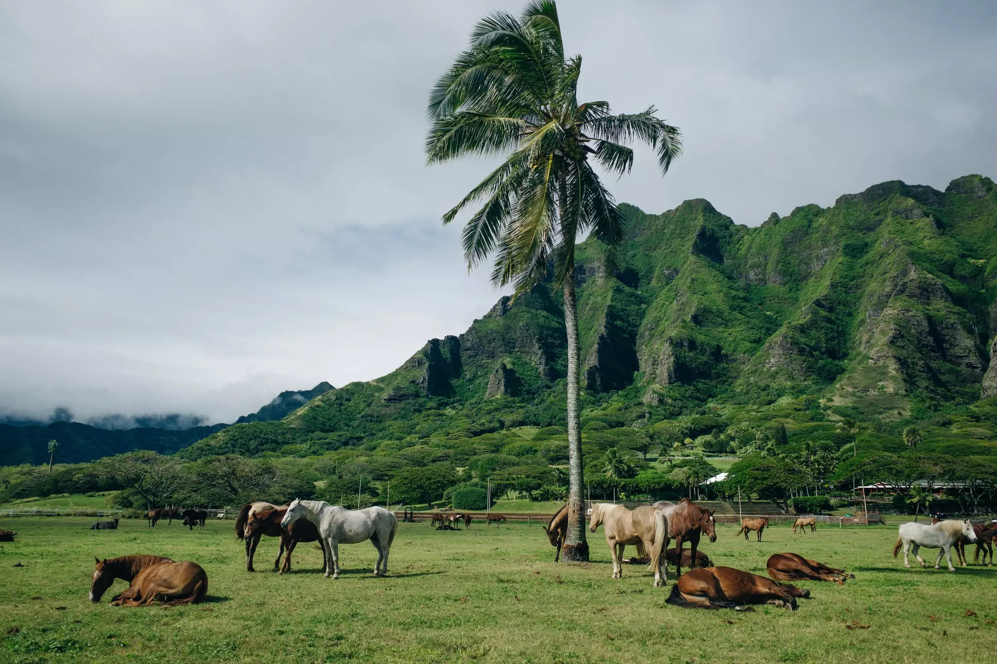 Horse ranch Kualoa Ranch O'ahu Hawaii.