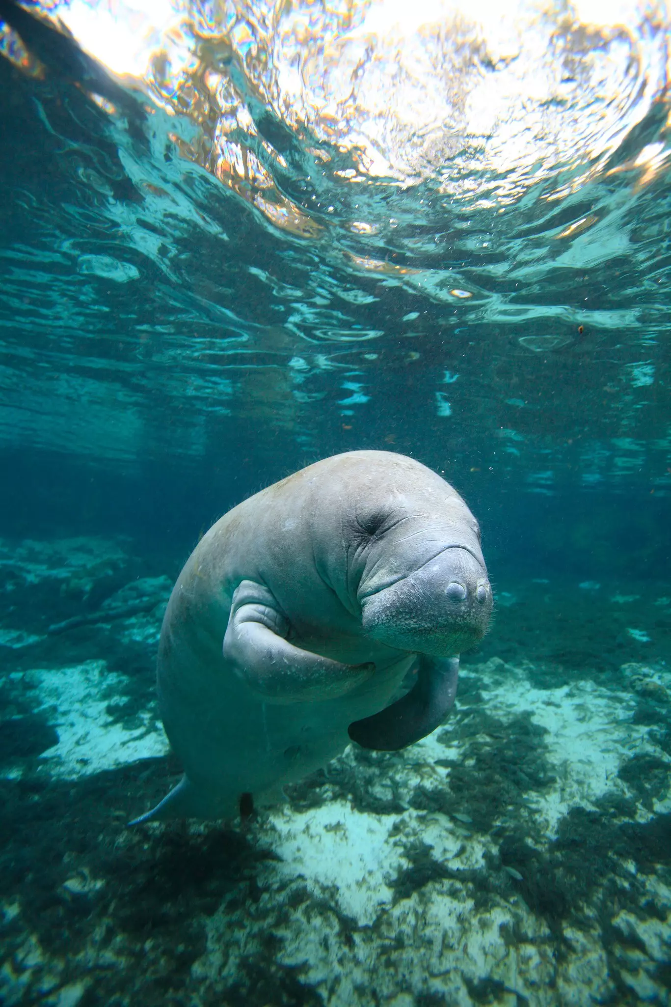 A manatee in Crystal River, Florida